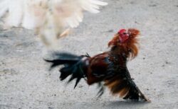 インドで闘鶏のニワトリに襲われ、2人の男性が死亡