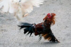 インドで闘鶏のニワトリに襲われ、2人の男性が死亡