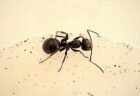 アリも尿に含まれる癌の臭いを検知できると判明