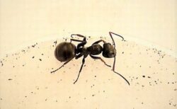 アリも尿に含まれる癌の臭いを検知できると判明