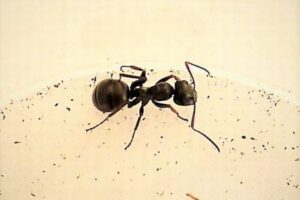 アリも尿に含まれる癌の臭いを検知できると判明