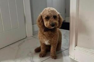 イギリスで散歩中にタクシーに乗り込んだワンコ、160kmの旅をする