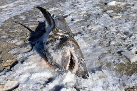 アメリカ北東部のビーチで、凍ったサメの死骸が発見される