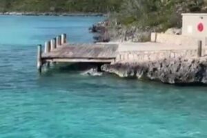 ワンコが海に飛び込みサメと対決？目撃した観光客は悲鳴