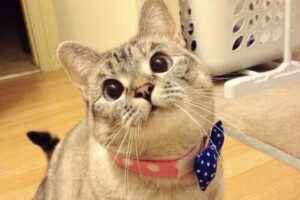 インスタのフォロワーが440万人、世界で最も有名なネコちゃん