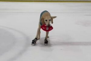 前足にスケートを着けてスイスイ、氷の上を滑るワンコがいた！