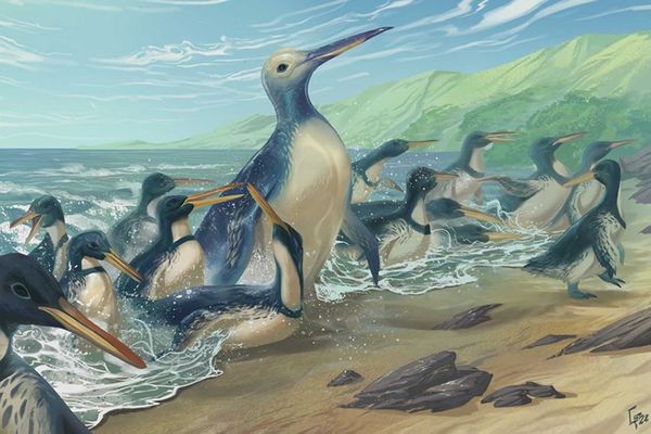 NZでモンスター・ペンギンの化石を発見、体重は大人のゴリラ並み