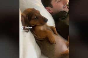 「あの、何か？」人間のように座る子犬の反応が面白い