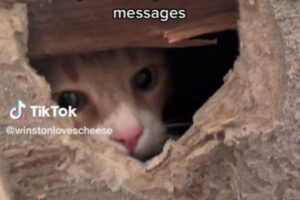 壁の内側に取り残されたネコのため、飼い主が破壊して救出