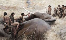 ネアンデルタール人が巨大なゾウを狩猟、より大規模な集団生活を営んでいた可能性