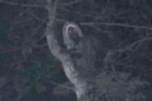 メキシコの大統領が「精霊」だと主張する画像を投稿、人々が困惑