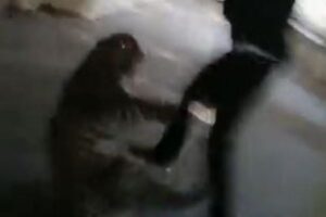 インドの裁判所にヒョウが侵入、建物内で数人が襲われ負傷【動画】