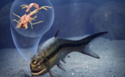 3億1900万年前の魚の化石から、保存状態の良い脳を発見