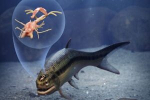 3億1900万年前の魚の化石から、保存状態の良い脳を発見