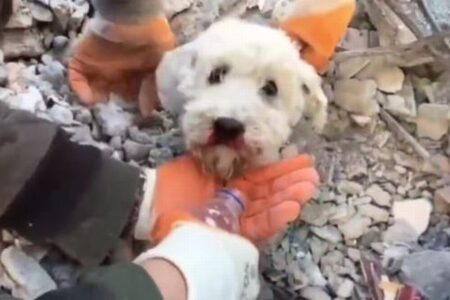 トルコ南部で瓦礫に埋まったワンコを救出、地震で多くの動物も被害に
