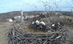 ハクトウワシのカップルが仲良く巣作り、一緒に枝を咥える姿が可愛い