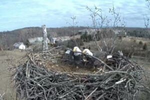 ハクトウワシのカップルが仲良く巣作り、一緒に枝を咥える姿が可愛い