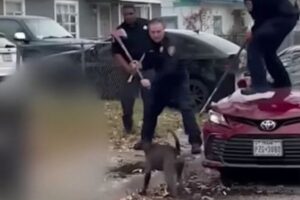 ピットブルに襲われた高齢者の男性が死亡、3人が負傷【アメリカ】