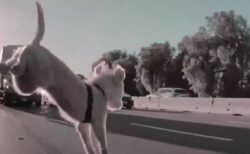 フリーウェイを走行中の車から子犬が転落、奇跡的に命を取り留める