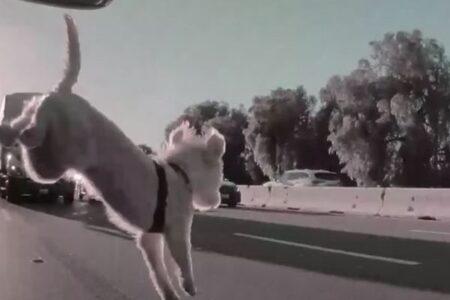 フリーウェイを走行中の車から子犬が転落、奇跡的に命を取り留める