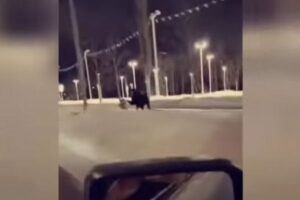 アラスカで散歩中の女性がヘラジカに頭を蹴られ、大けがを負う