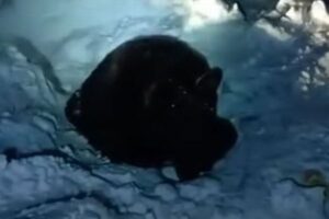 雪の中で動けなくなったクマを発見、冬眠できるよう安全な場所へ移送