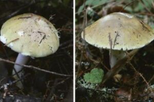 世界で最も危険なキノコ、カリフォルニア州を中心に西海岸で大量繁殖