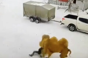 ロシアのラクダが顔を殴られて凶暴化、男性を引きずり回して殺す