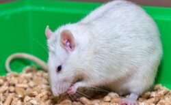 人間の脳組織をマウスに移植、脳損傷の治療に期待