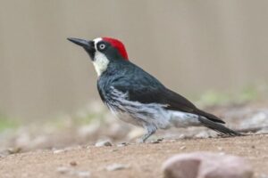 作業員もびっくり！キツツキが大量のドングリを壁の間に蓄えていた