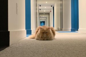 【動画】隣人がしょっちゅう家に上がってくる！→かわいすぎてトラブルにならず