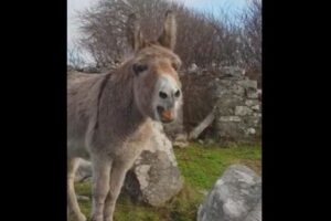 まるでソプラノ歌手、高音で鳴き声を上げるロバが意外過ぎる
