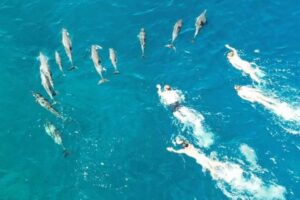 ハワイで33人がイルカの群れに嫌がらせ、高額の罰金を科せられる可能性