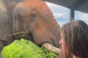 サファリ・ツアーで緊張が走る、巨大なゾウの接近に人々が息を殺す【動画】