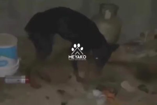 地震から28日後、瓦礫に閉じ込められていた犬の親子を救出【トルコ】