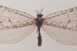 スーパーにあったカゲロウの標本、ジュラ紀から生息していた珍しい種だと判明