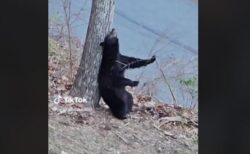 「かゆーい！気持ちいい！」クマが木に背中をこすりつける姿が面白い【動画】