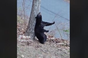 「かゆーい！気持ちいい！」クマが木に背中をこすりつける姿が面白い【動画】