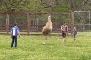 サッカーボールにエミューも興奮、子供たちと触れ合う姿が可愛い【動画】