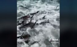 サメの群れが狂喜乱舞、小魚を食べる映像が迫力満点