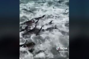 サメの群れが狂喜乱舞、小魚を食べる映像が迫力満点