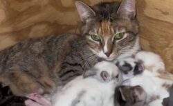 ネコとウザギの母親が協力、お互いの赤ちゃんの面倒をみる【動画】