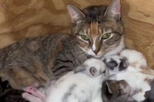 ネコとウザギの母親が協力、お互いの赤ちゃんの面倒をみる【動画】