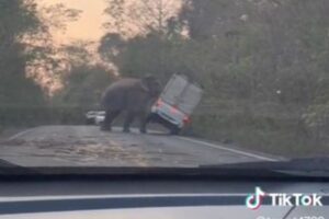 驚異のパワー！野生のゾウがトラックを軽々とひっくり返す【動画】