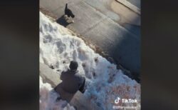 通りを行くネコと男性の友情、仲良く過ごす姿が心温まる