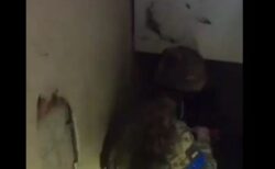 ウクライナで戦うNZの兵士が、死んだと思っていた友人に再会【動画】