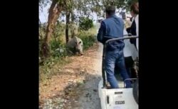 インドでジープがサイに追われ、運転手が操作を誤り横転【動画】