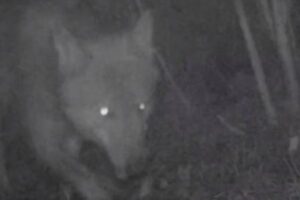 100年ぶりにオオカミがベルギーに定着、保護政策が議論を呼ぶ