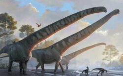 中国で発見された恐竜の化石、首の長さが15メートルもあると判明