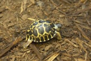 米動物園で、90歳のカメが3匹の子供の父親になる